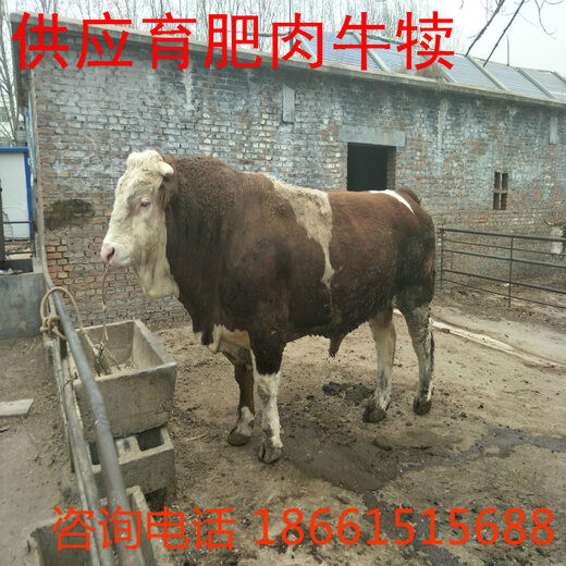 最新肉牛市場價格及分析概況